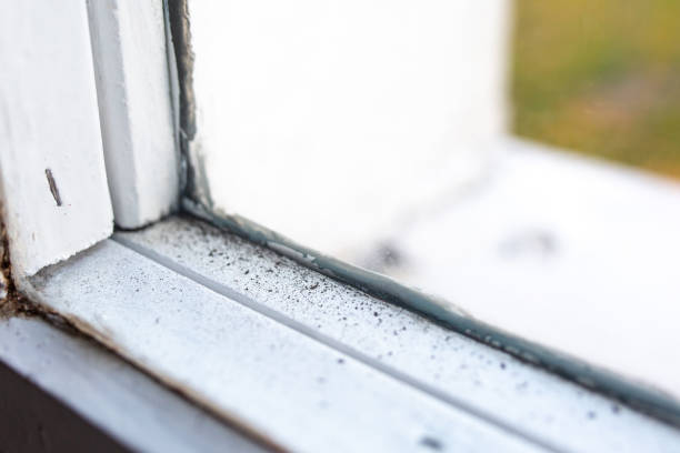 Best Water Damage & Mold Remediation  in Waukee, IA