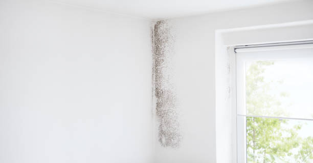 Best Real Estate Mold Inspection  in Waukee, IA