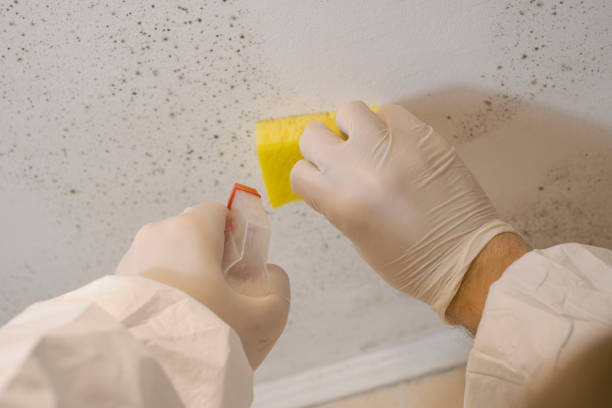 Best Emergency Mold Remediation  in Waukee, IA