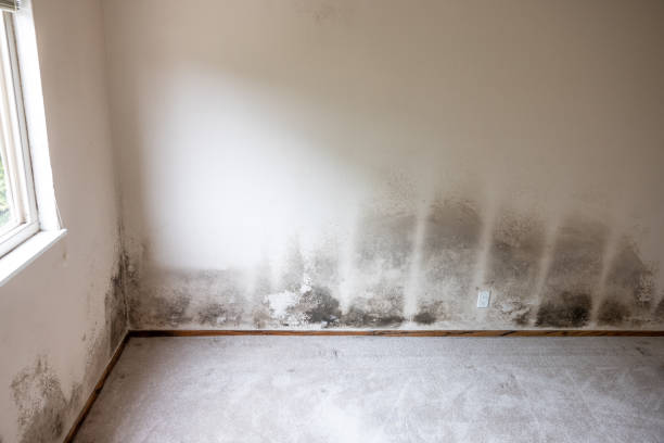 Best Environmental Consulting for Mold Prevention  in Waukee, IA